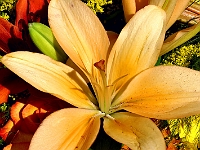 Lilly 3